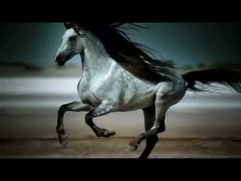҉ Видео про лошадей