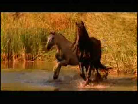 Легенда об Арабской лошади. Интересно очень
