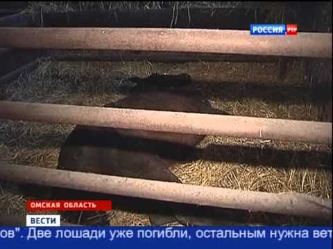 Лошади погибают от голода в Омской области