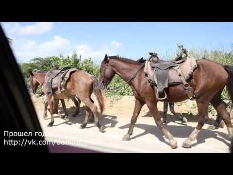 Доминиканские лошади