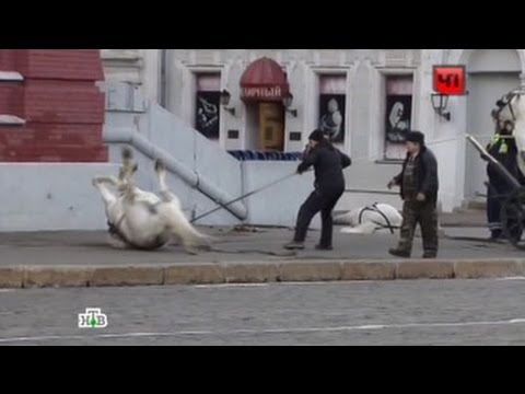 Обезумевшие лошади на Красной площади