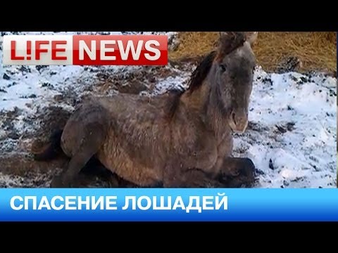 В Омской области волонтеры спасают лошадей от голодной смерти