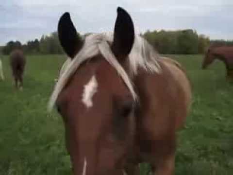 Любопытные Лошади