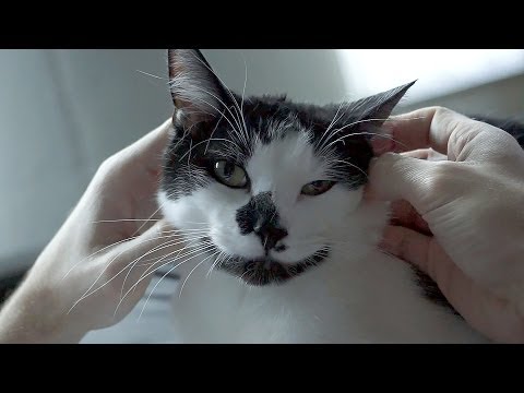 Шесть признаков того что кошка вас любит