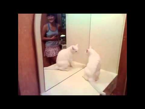 Реакция взрослого кота на зеркало!