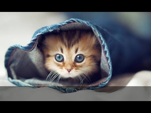 Видео про смешных кошек
