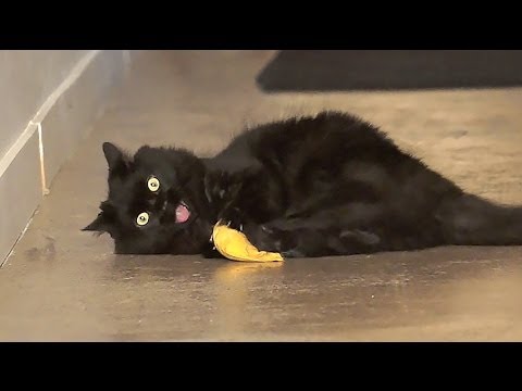 Кошки играют с игрушкой