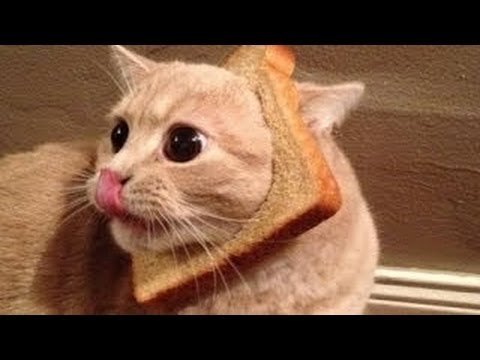 Кошки и хлеб