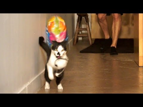 У кота день рождения!