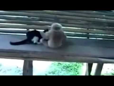 Котёнок и обезьянка