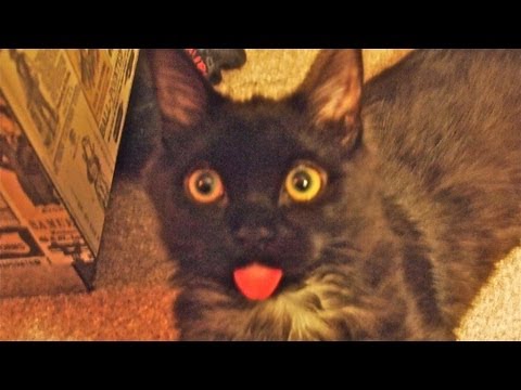 Смешные моменты из жизни кошек