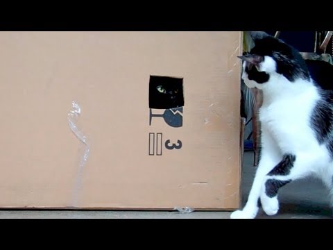 Кошки изучают коробку