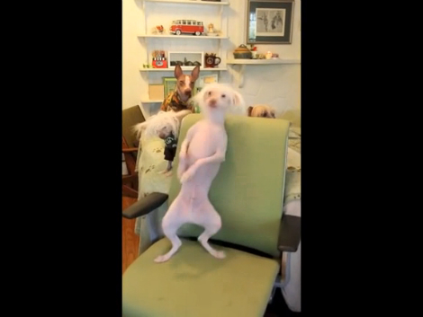 Смешная собаченка танцует