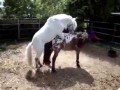 Лошади занимаются сексом