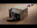 Кошка играет в коробке