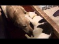 Кошка чистит собаке уши