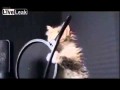Котята мяукают в микрофон
