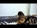 Кошка с синтезатором