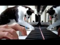 Фортепианный дуэт для кошки и человека