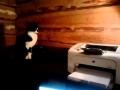 Кошка и принтер