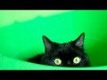 Игры чёрного котёнка