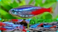 Голубой Неон - рыбка для маленького аквариума Содержание Разведение и Совместимость